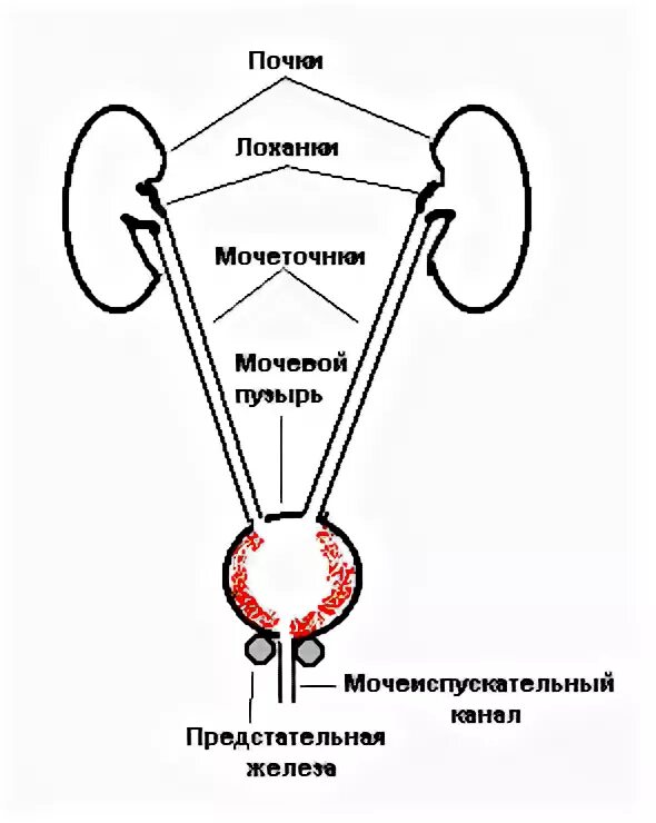 Молочница и цистит одновременно