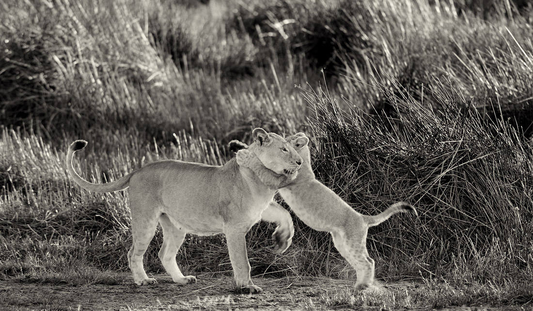 львица черно белая. красивые животные черно белые. львица черно белая. лев и львица. львы любовь.