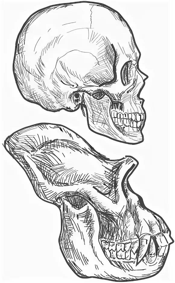 Развитый подбородочный выступ череп. Череп гориллы и человека. Череп гориллы и современного человека.