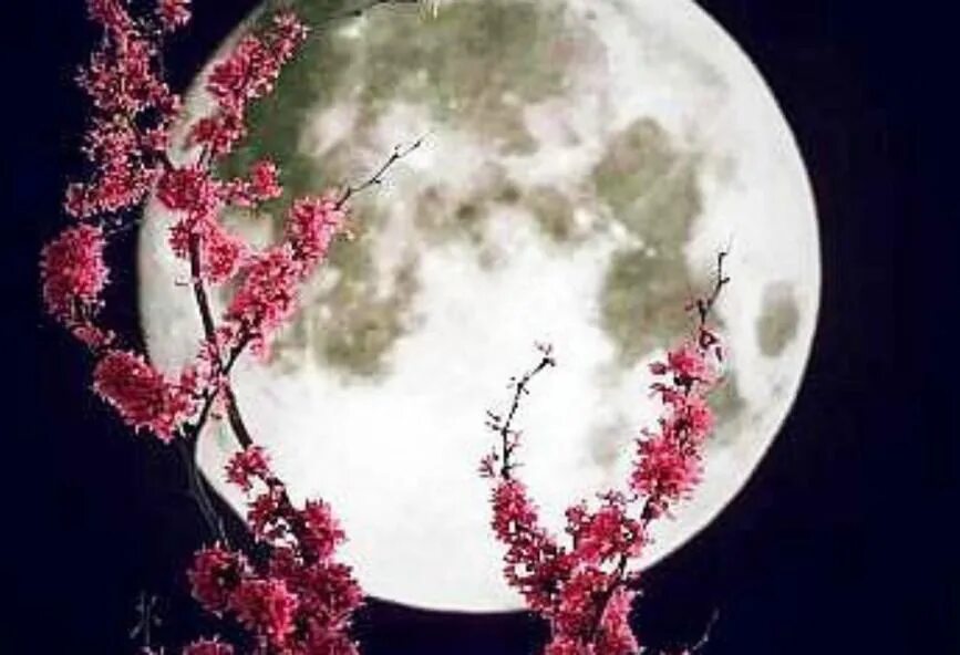 Почему цветочной луны. Луна и цветы. Цветы на фоне Луны. Лунный цветок.. Цветущая Луна.