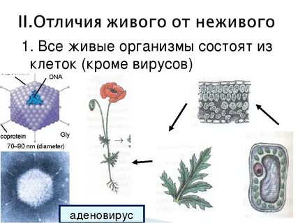 Живой отличаться