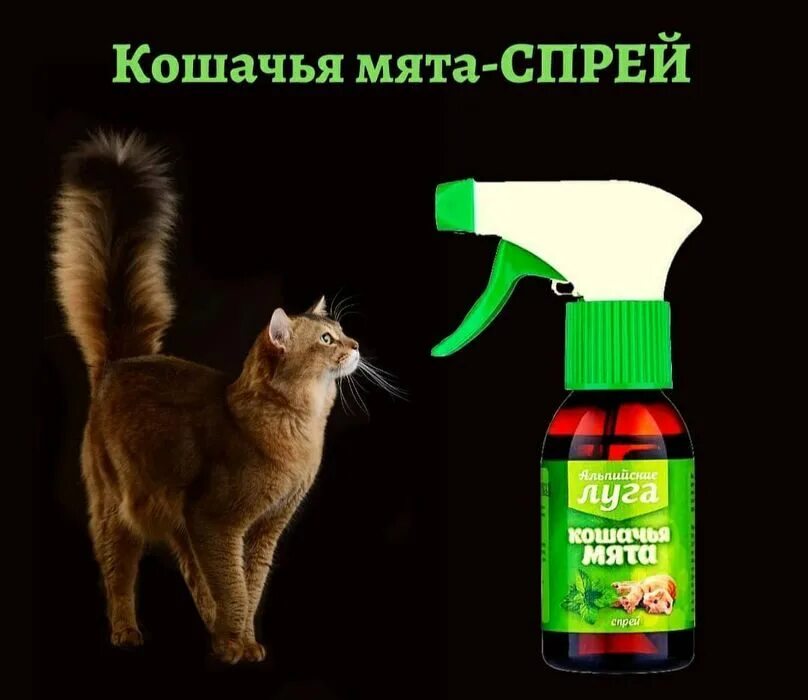 Сколько давать кошачью мяту