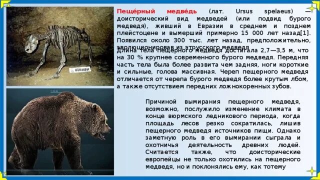 На рисунке изображен медведь. На рисунке изображен медведь