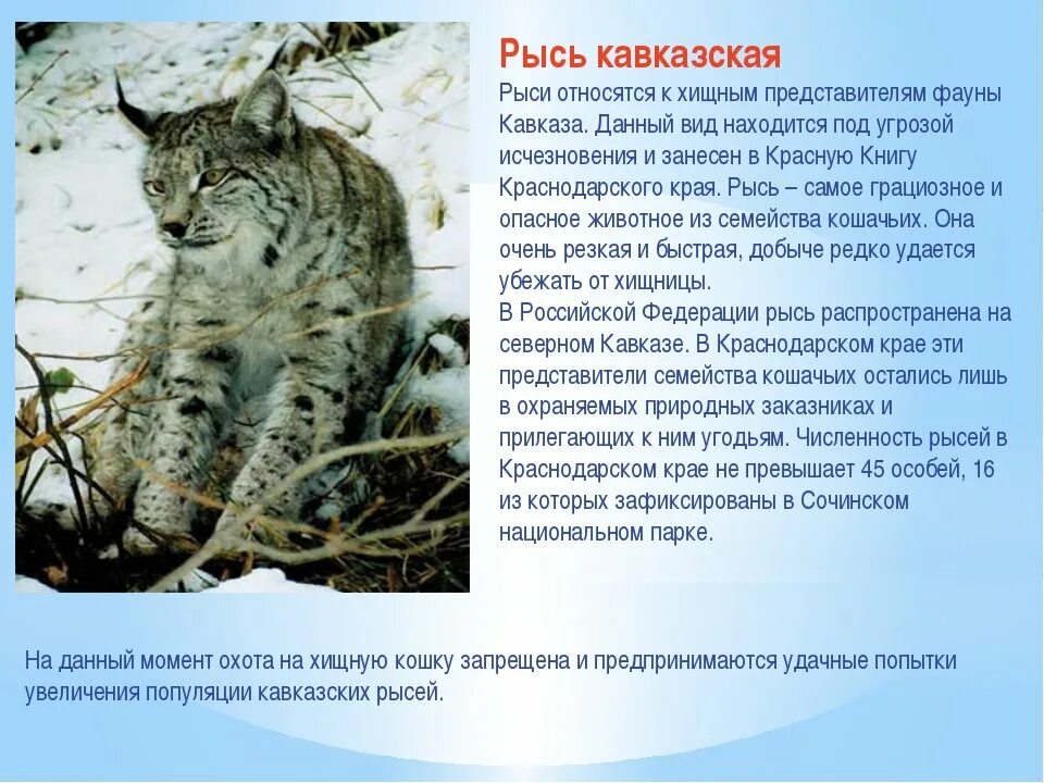 Картинки ЖИВОТНЫЕ ЗАНЕСЕННЫЕ В КРАСНУЮ КНИГУ КРАСНОДАРСКОГО КРАЯ