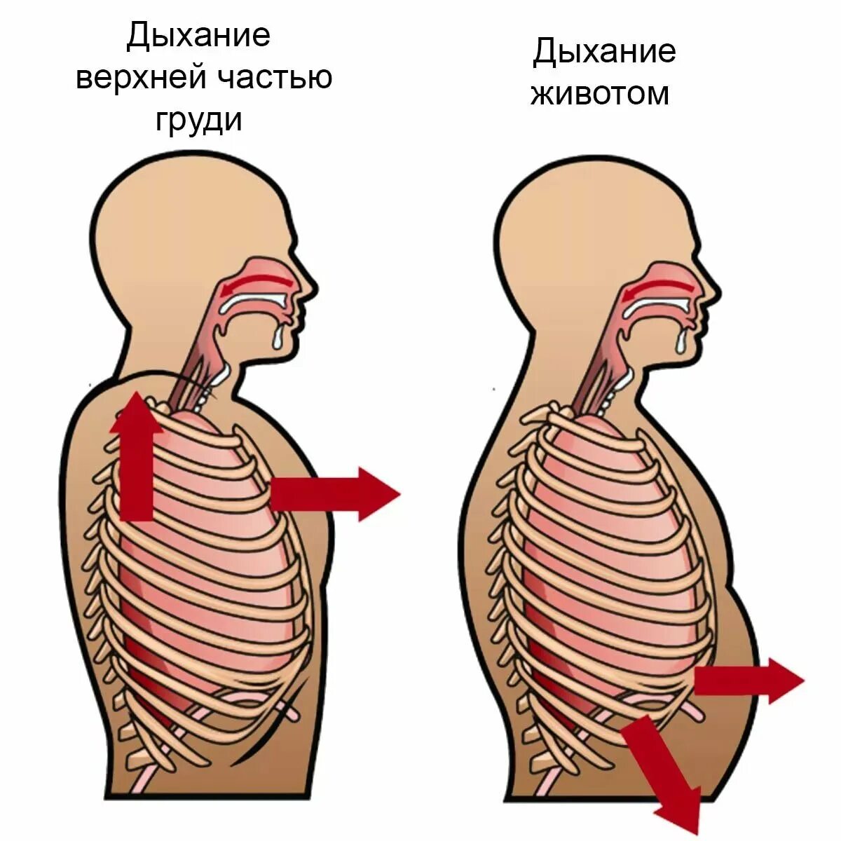 Вред диафрагмального дыхания. Дыхательная техника «брюшное дыхание». дыхание животом диафрагмальное дыхание. схема правильного дыхания. грудное дыхание.