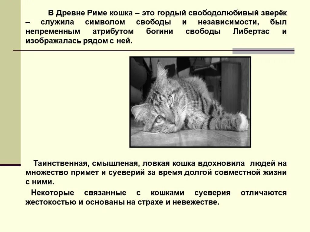 Слова которые связаны между собой. Текст про кошку. Проект рассказ о слове кошка 3 класс. Цитаты про кошек. Другие кошки.