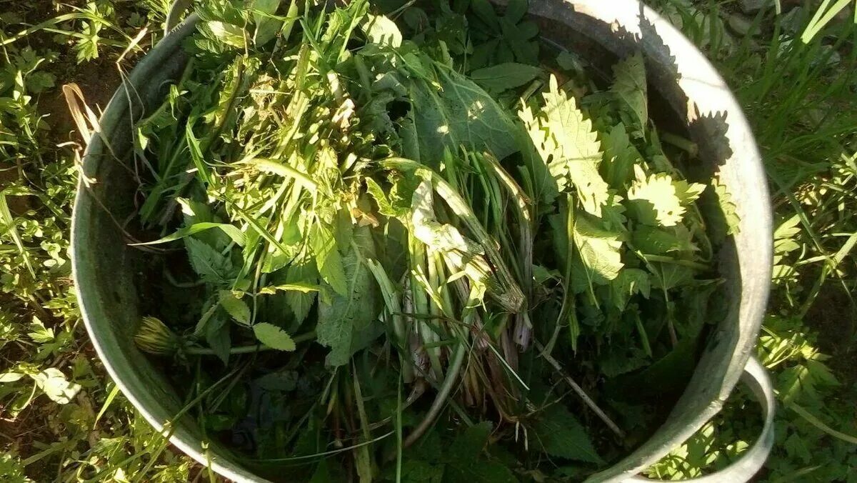 Полив настоем одуванчиков. Жидкое зеленое удобрение из сорняков. Чистотел настой от вредителей на огороде. Травяной настой для огорода. Полив настоем одуванчиков.