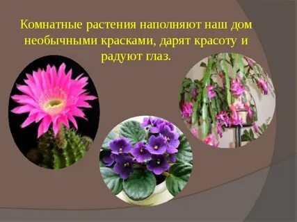 Тысячи различных цветов наполняли