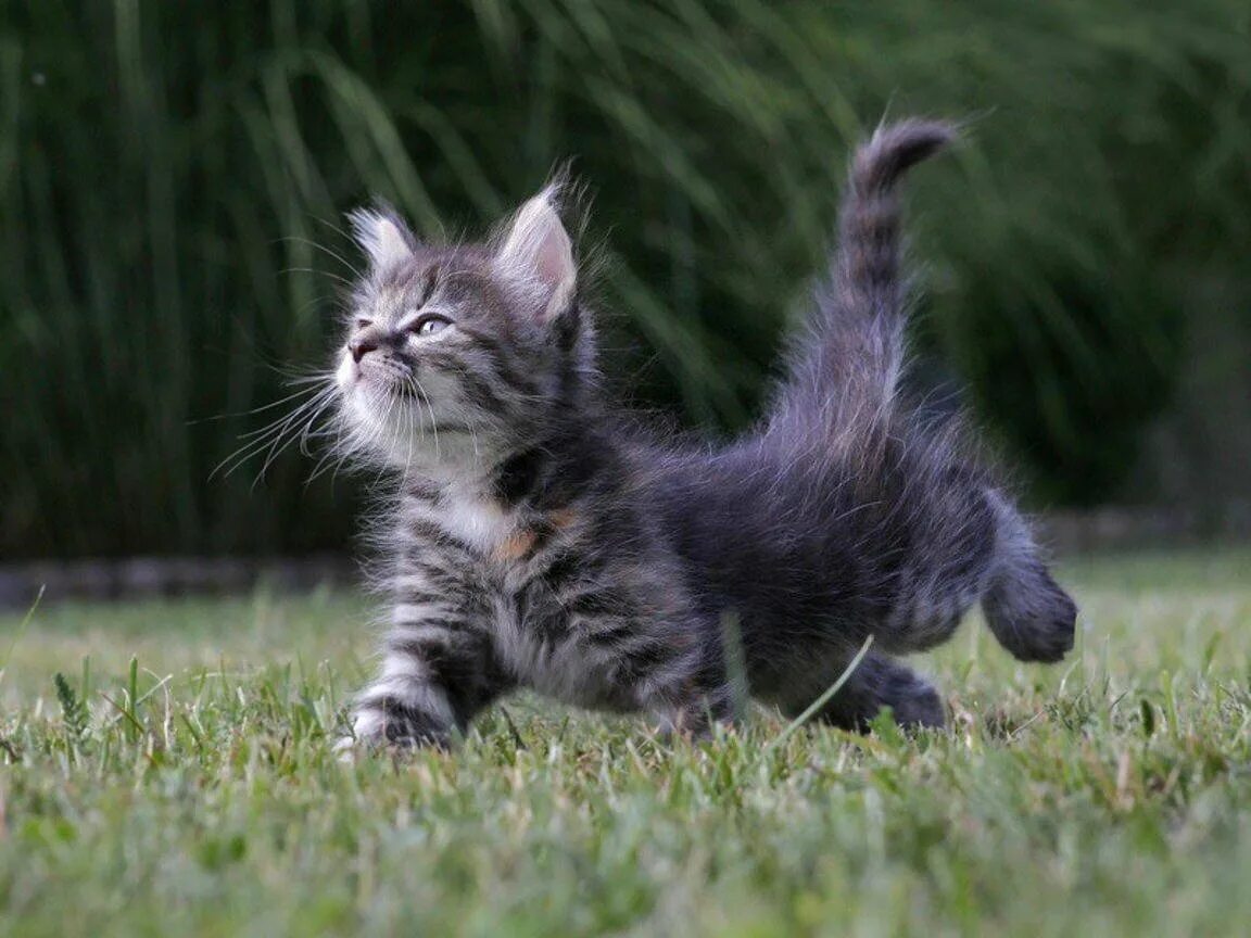 Я обязательно выживу мемы. Я обязательно выживу котенок. Кот идет мем. Кот вперед. Кушай кот мем.