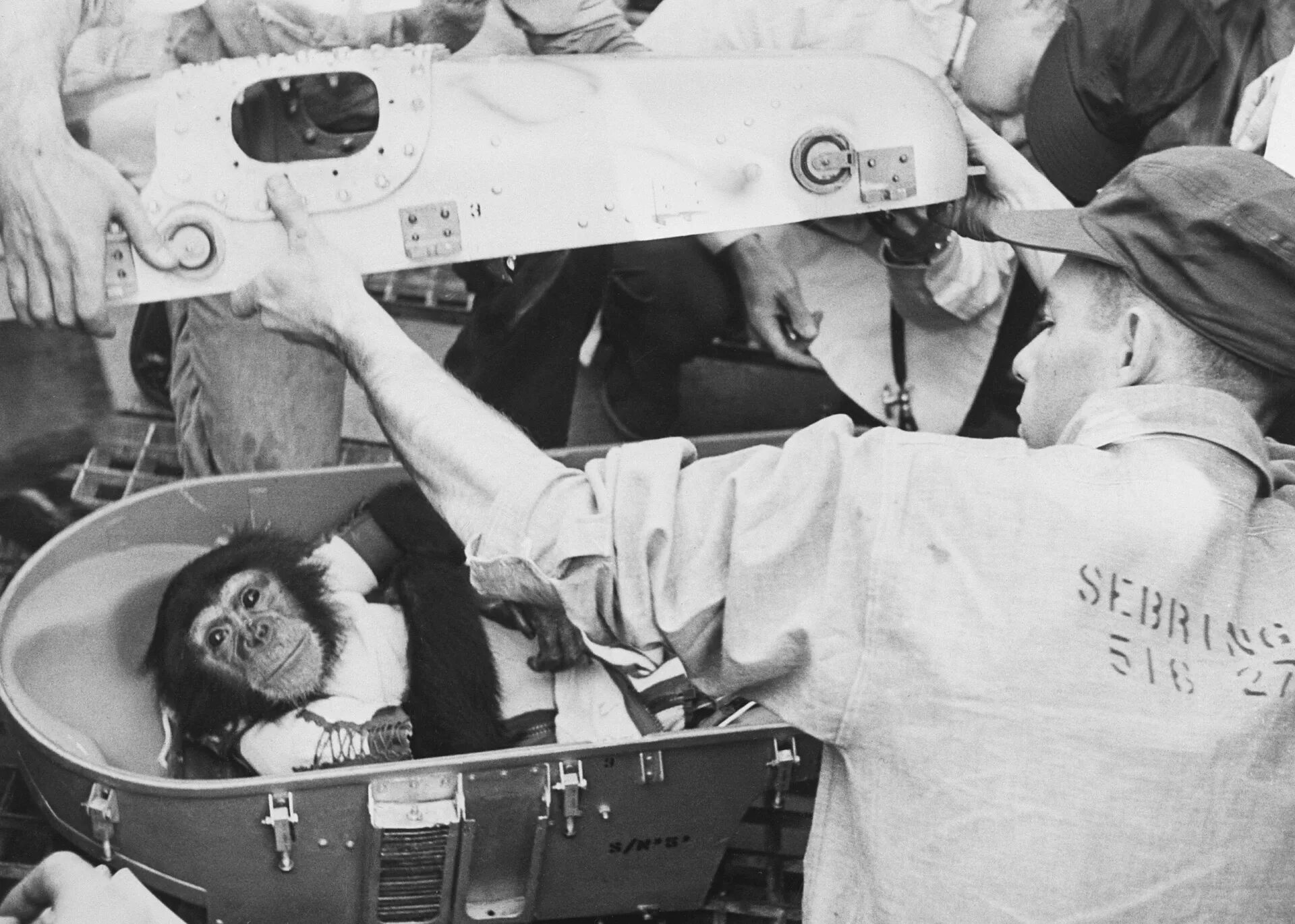 Первая обезьяна полетевшая в космос. Обезьяна космонавт 1997. Шимпанзе Хэм космонавт.