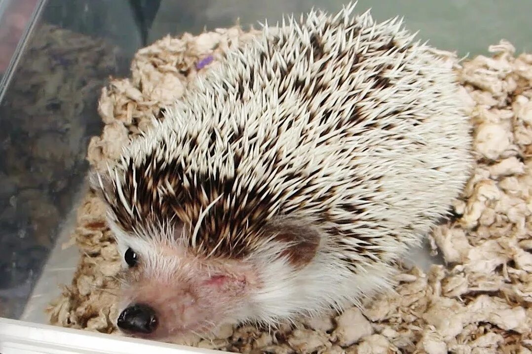 Онкология (слайды с ёжиком). Переносим ежик. Индокитайский ежик. Ежик перенос. Карликовый еж.