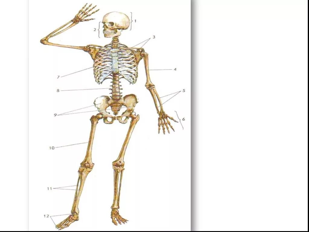 Тест 6 кости скелета строение скелета. Опорно двигательная система самостоятельная работа. Тесты по биологии 8 класс. Скелет по названием костей скелета. Скелет что это биология опорно двигательная система.