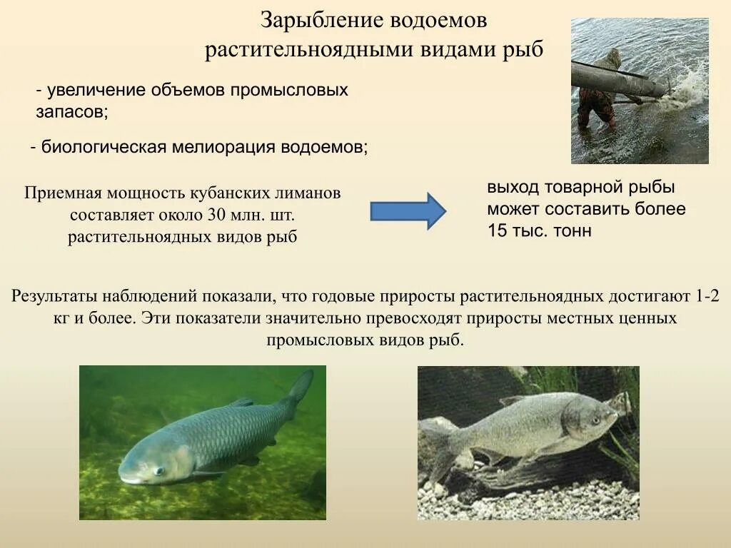 Почему численность растительноядных рыб. Рыбы Хищные и растительноядные. Хищные и травоядные рыбы. Пресноводные растительноядные рыбы. Растительноядные виды рыб.