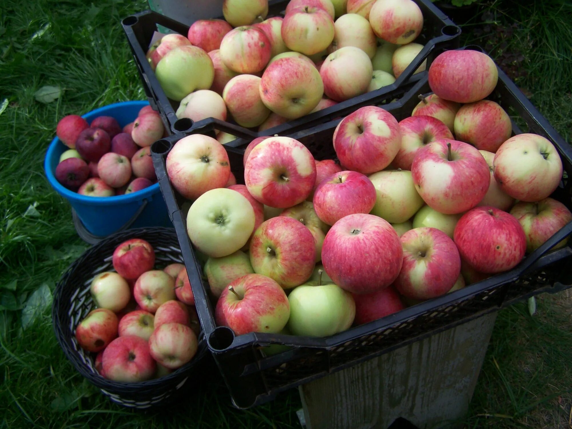 Ароматные сорта яблок