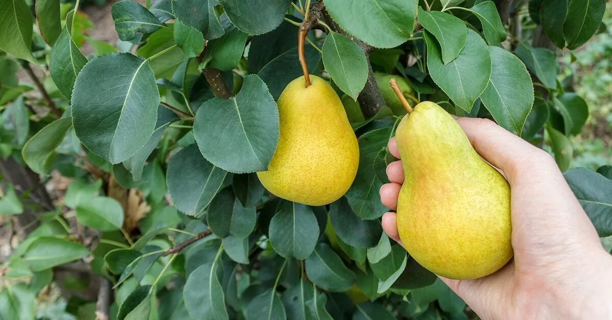 Сорт груши кудесница. Сорт груши" гигант Подмосковья". Груша Сапежанка. Груша Чижовская. Бальзамическая груша.