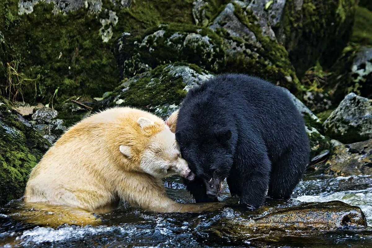 Жизнь медведей в лесу. Кермодский бурый медведь. Кермодский бурый медведь белый. Кермод (кермодский медведь). Кермодский белый медведь.