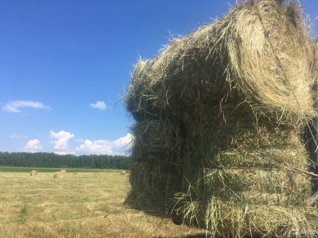 Свежее сено. Солома 200 кг. Авито сено. Сено в Алексине Ангара.