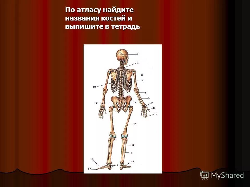 Скелет человека с названием костей 4 класс