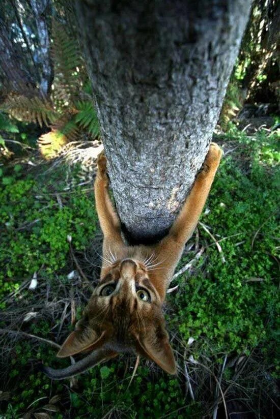Вытащи меня отсюда. Кот залез на дерево. Кот лезет на дерево. Кошка залезла на дерево. Котенок залез на дерево.