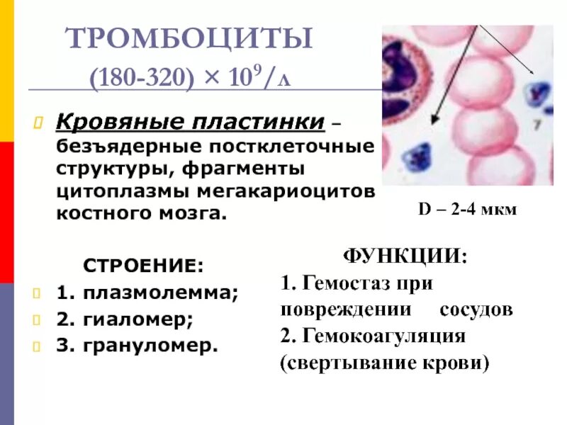 Фермент тромбоцитов. Тромбоциты кровяные пластинки. Кровяные пластинки (тромбоциты) строение, Тромбоцитопоэз. Тромбоциты строение и функции. Строение тромбоцита гиаломер.