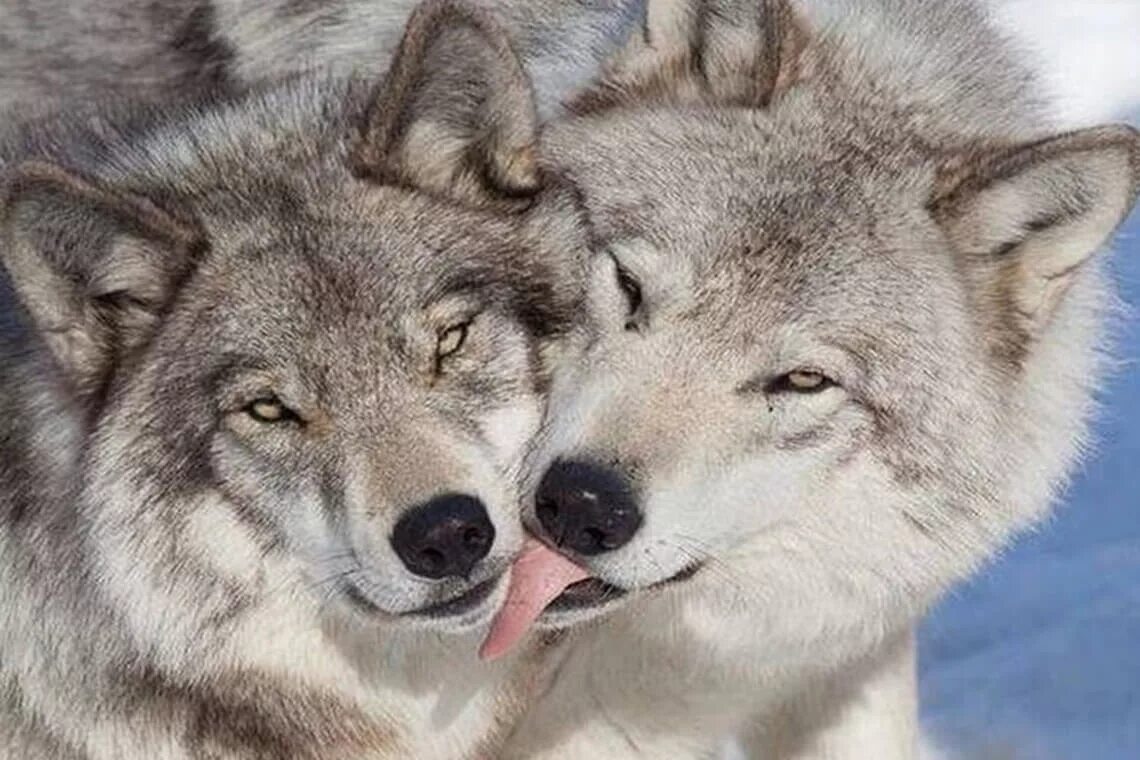 Волк и волчица. Волк и волчица. Волки любовь. Волк и волчица любовь. Влюбленные волки.