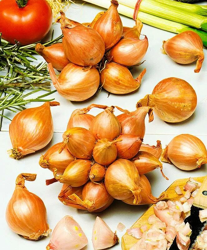 Лук севок геркулес. Лук репчатый для детей. Маленький лук. Маленькие луковицы для посадки. Лук шалот ред сан.