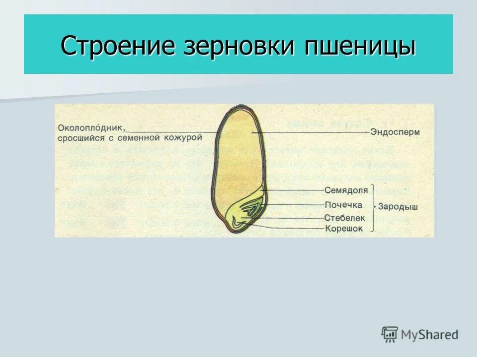 Внешнее и внутреннее строение зерновки пшеницы. Строение среза зерновки. семена зерновки строение. строение семени зерновки пшеницы. зерновка пшеницы биология 6 класс.