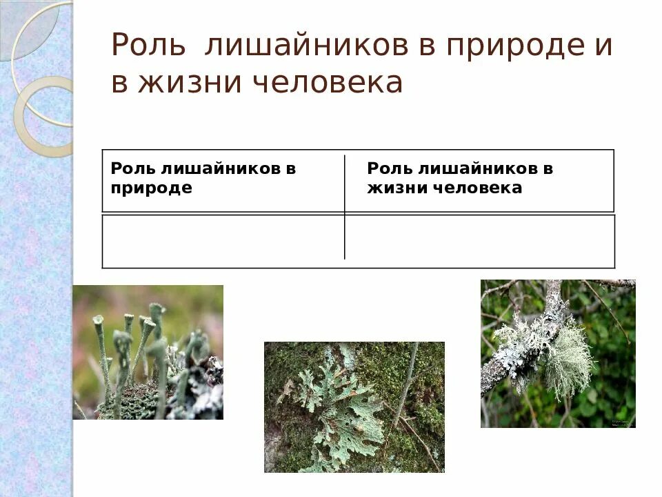 Жизнь лишайников. Лишайники в природе и жизни человека. значени елишайника в природе и жизни человека. лишайники роль в жизни человека. роль лишайников для человека.