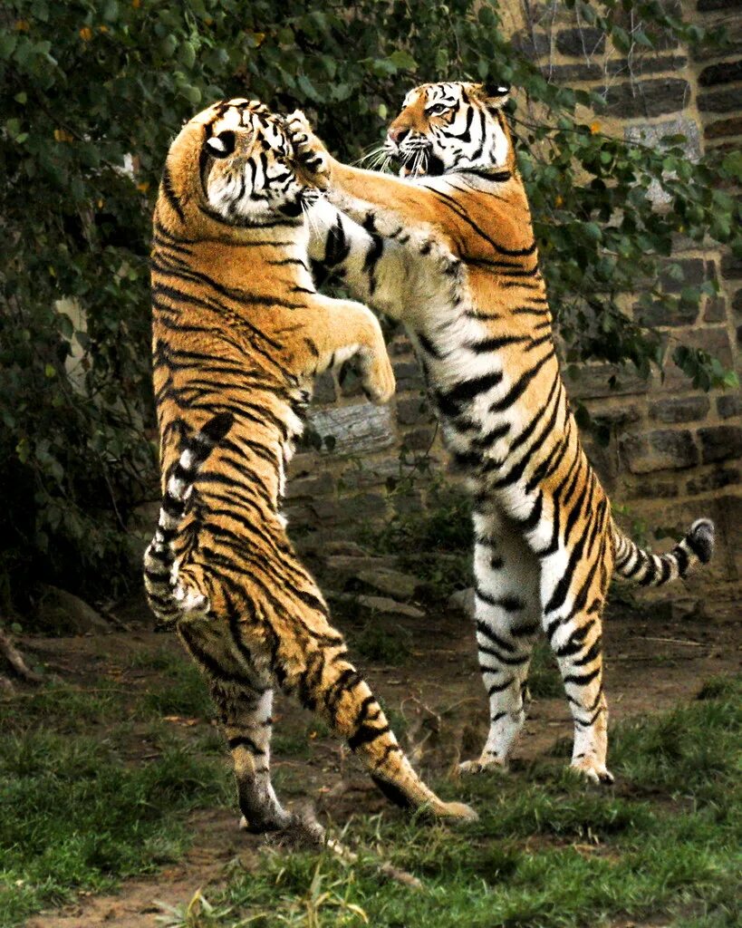 Приморский сафари парк фото. Majestic tiger in the wild n. Tiger sisters. Tiger sisters. Tiger sisters.