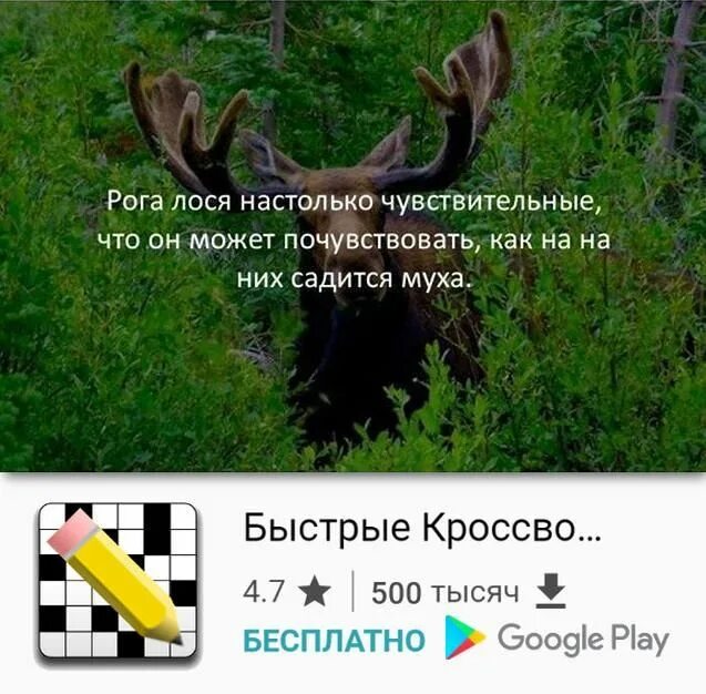 Что может быть чутким