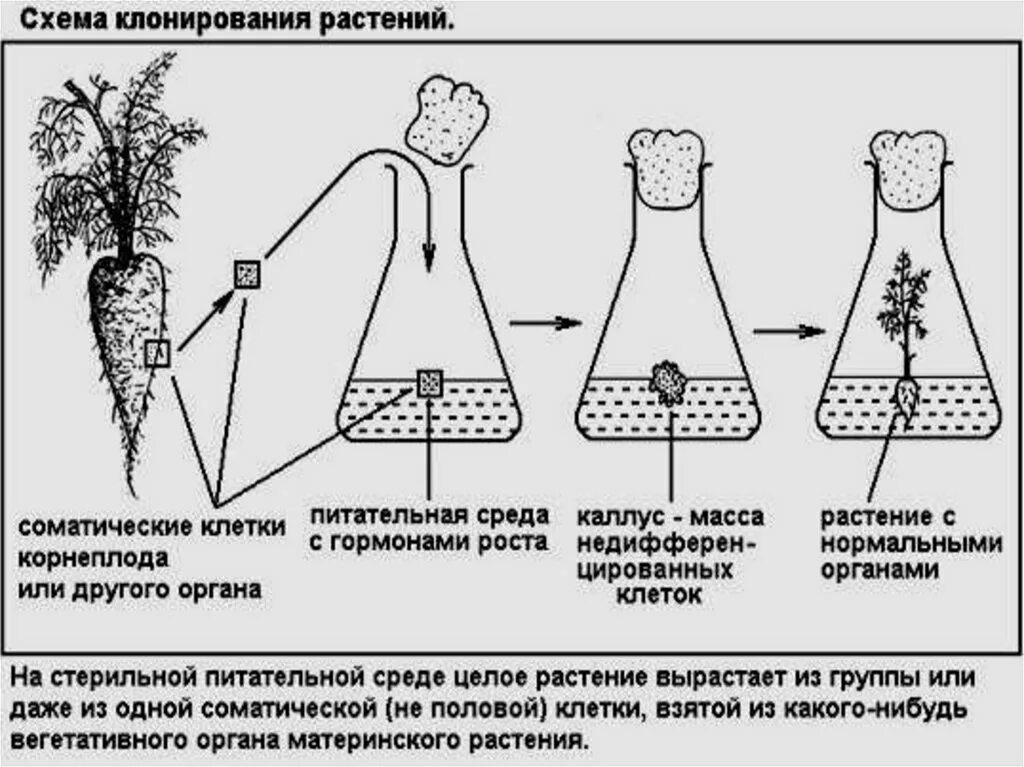 Клон клеток это. Вегетативное размножение растений клонирование. Клонирование клеток растений. Клонирование бесполое размножение. Клонирование растений схема.