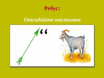 Ребус насекомые