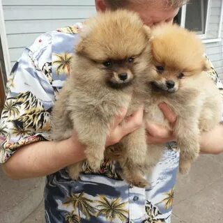 Щенок шпица иркутск