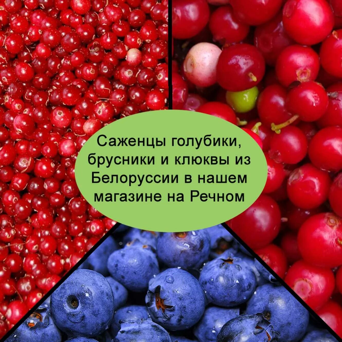 Клюква и брусника. Клюква и брусника отличия. Ягода похожая на клюкву. Ягоды брусника и клюква.