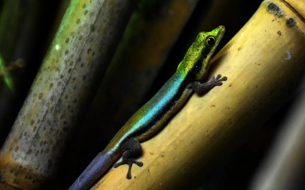 Мадагаскарский геккон. Фельзума Мадагаскарская. Фельзума Клеммери. Радужный мадагаскарский геккон. Фельзума Грандис.