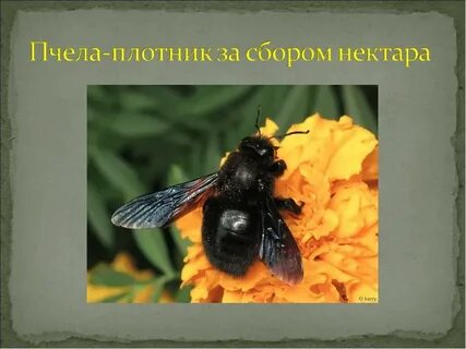 Среда обитания пчелы