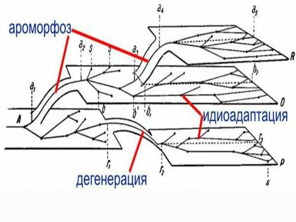 Направления эволюции егэ ароморфоз. Ароморфоз идиоадаптация дегенерация. Направления эволюции ароморфоз идиоадаптация дегенерация. 44. Ароморфоз общая дегенерация.