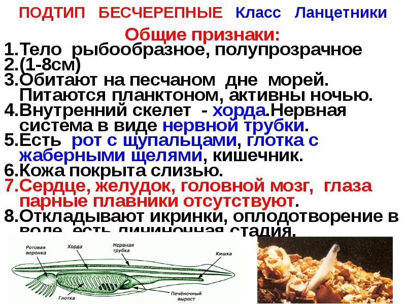 Конспект по биологии 7 класс хордовые. Конспект по биологии 7 класс хордовые