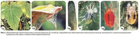 Паутинный клещ опасен ли для человека