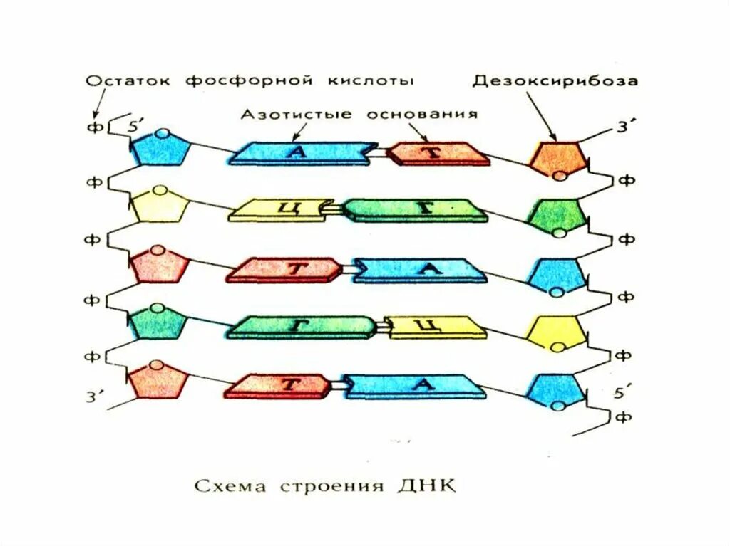 Ваня схема