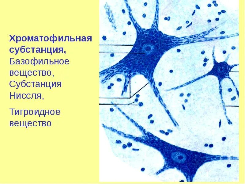 Нервная клетка органоиды. Нервная ткань хроматофильная субстанция. субстанция ниссля препарат гистология. тельца ниссля гистология. базофильное вещество нервной ткани.