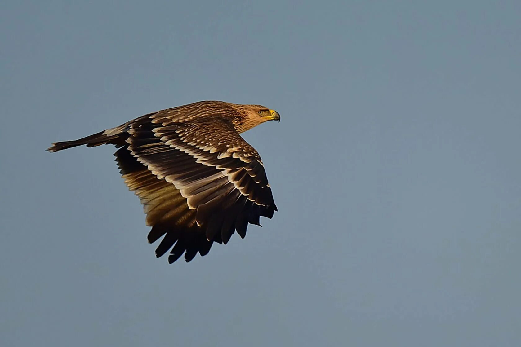 Орел-могильник (aquila heliaca. Орлан могильщик. Императорский орел. Могилик степной орел беркут. Беркут и могильник.