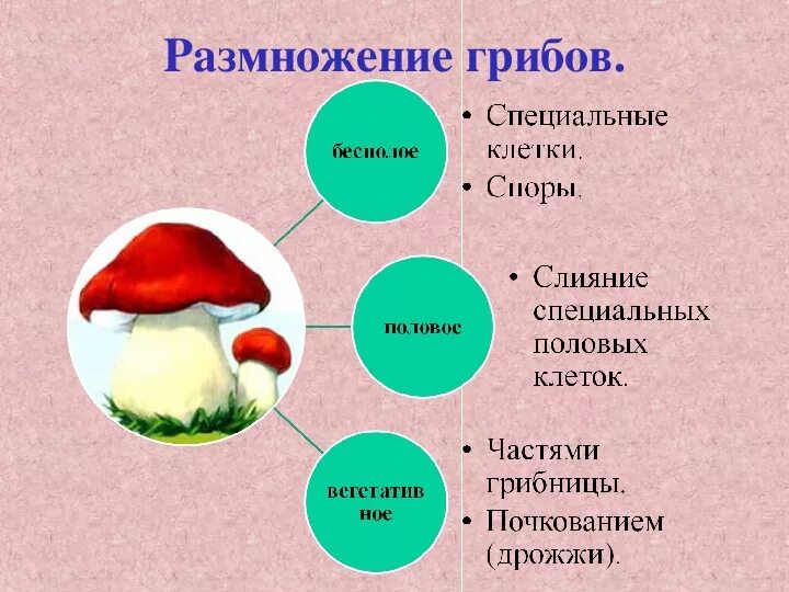 У грибов есть размножение. Грибы строение и размножение. Общая характеристика грибов размножение. Размножение грибов и характеристика биология 5 класс. Общая характеристика грибов строение и размножение 7 класс биология.