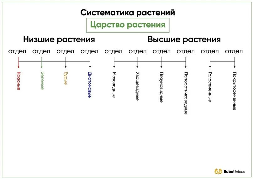 Новая систематика. Систематика растений. Систематика растений ЕГЭ. Биологическая систематика растений. Современная систематика растений.