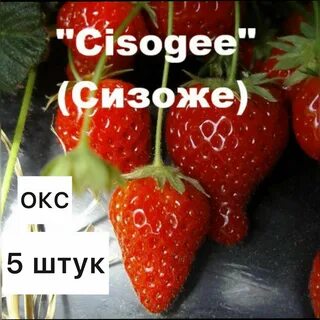 Клубника сизоже отзывы