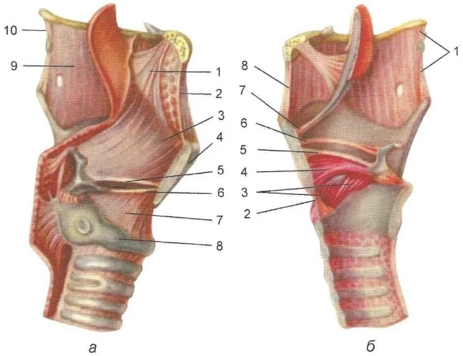 Хрящевое строение гортани