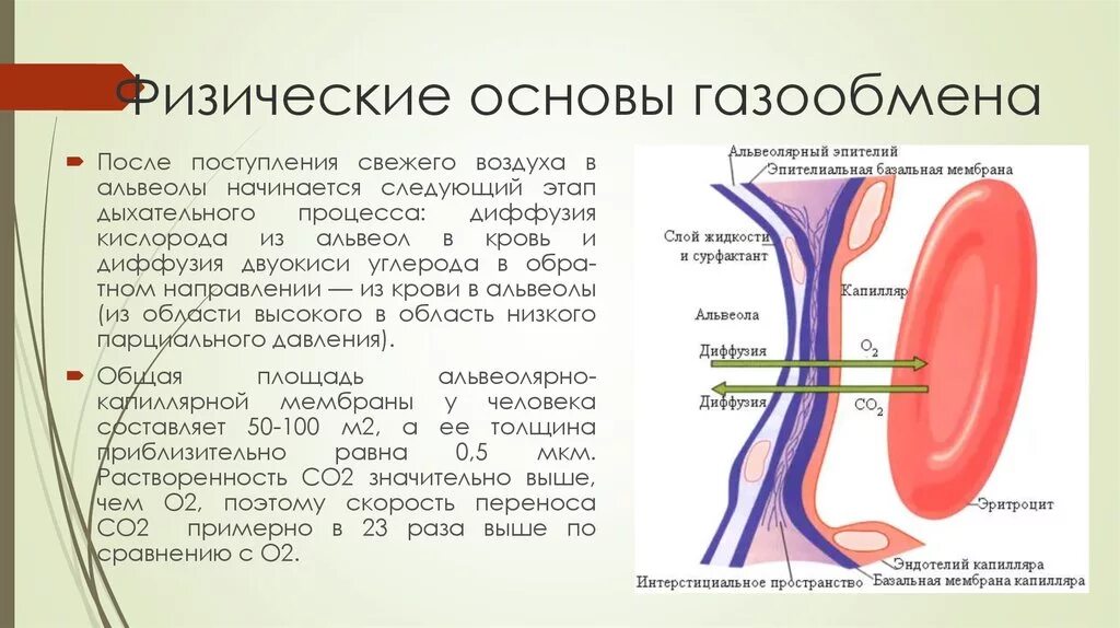 Воздух поступает в альвеолы. Физические основы газообмена. Процесс дыхания в альвеолах. Диффузия кислорода из альвеол в кровь. Физические основы дыхания.