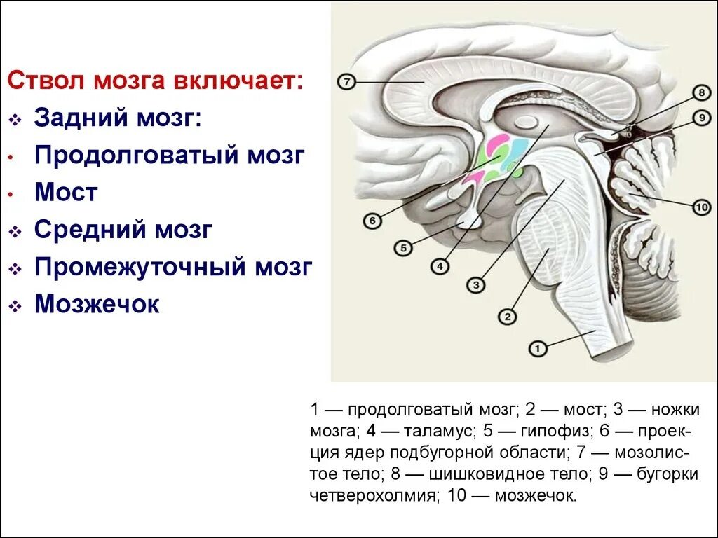 Структура и функции ствола мозга. Ствол головного мозга строение и функции. Отделы головного мозга составляющие ствол мозга. Продолговатый мозг,мост,средний мозг, мозжечок,промежуточный. Структуры, составляющие ствол мозга..