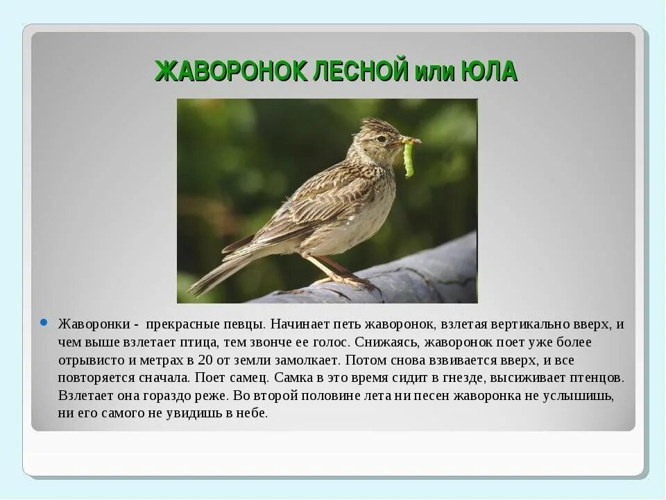 Песня лесной жаворонок. Жаворонок. Жаворонок описание. Жаворонок краткая информация. Сообщение о жаворонке.