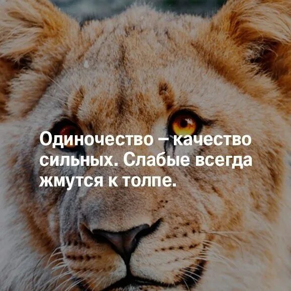 Условия сильного слабому. Одиночество качество сильных слабые жмутся к толпе. Сила одиночества цитаты. Одиночество это сила. Одиночество качество сильных слабые.